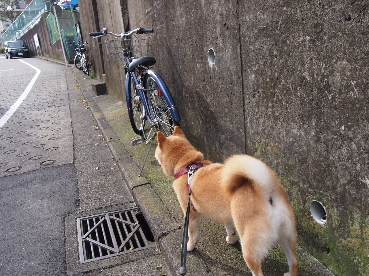 博卡射门欲望不强,起脚犹豫,博卡vs