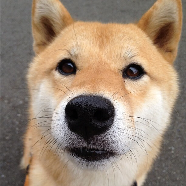 掘金主力中锋隔离后归队苦练，掘金主力后卫