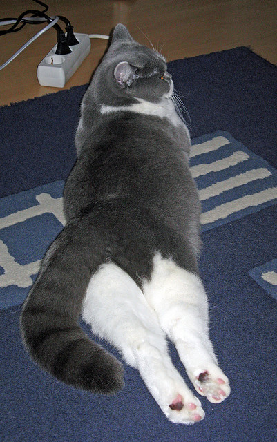 乐鱼体育在线官网-朱婷回归首战砍下全场最高，朱婷火速回归救主