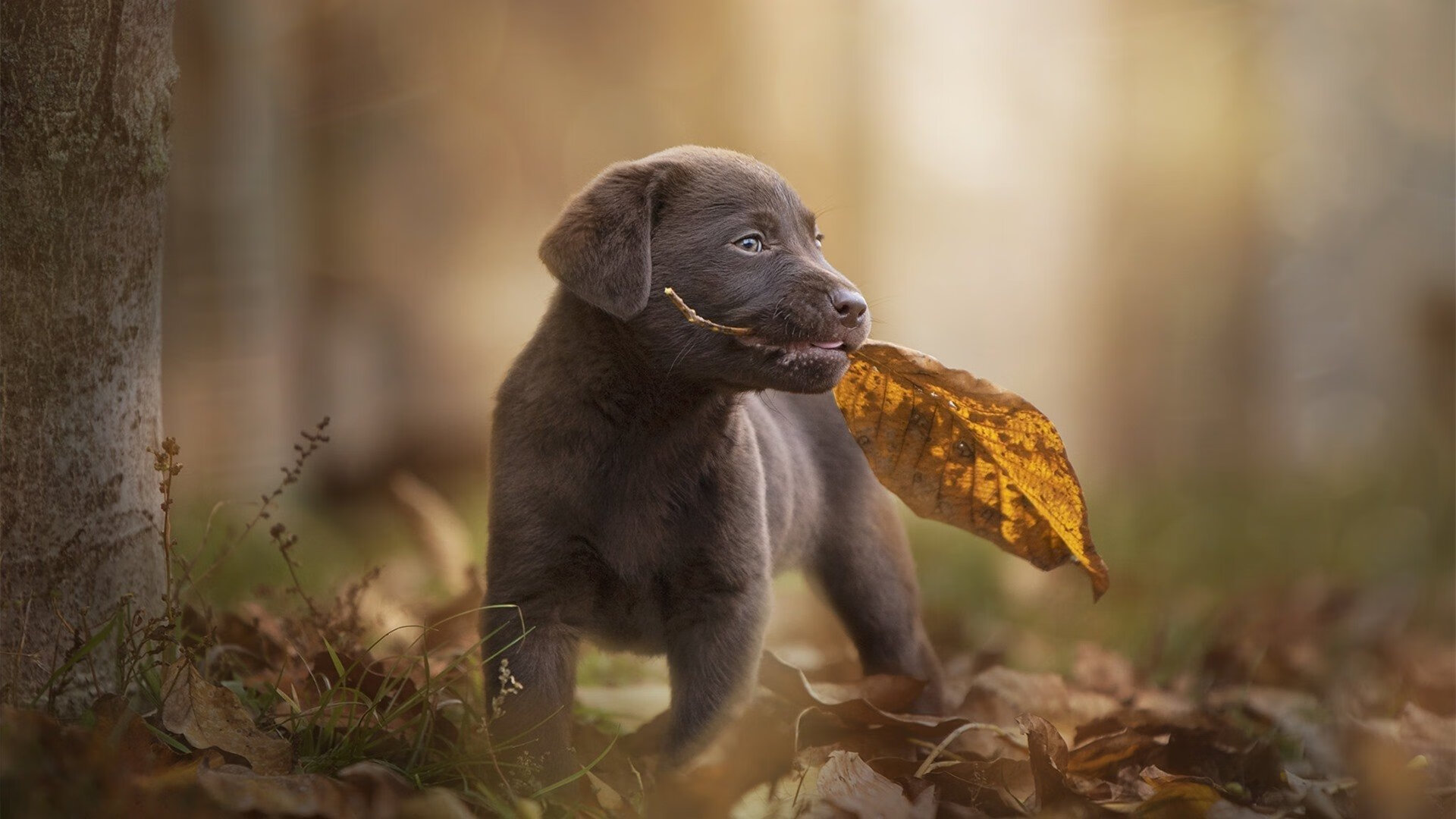 乐鱼体育入口-欧洲杯攻防巅峰：战术板上的绝佳布置，欧洲杯战术机位