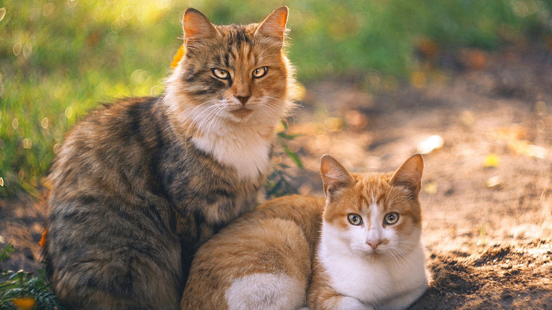 乐鱼体育在线登陆-澳大利亚橄榄球在全球赛事中的表现值得期待，澳大利亚女子橄榄球明星