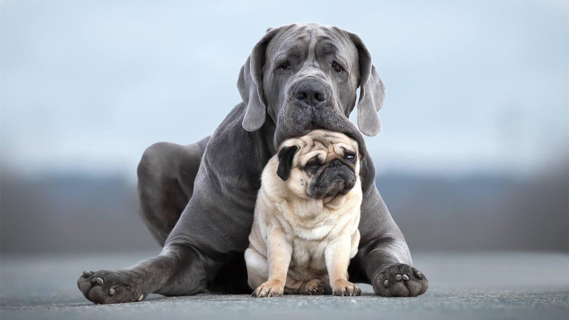 赛季最大黑马持续发力成为冠军争夺战的变量，nba黑马冠军